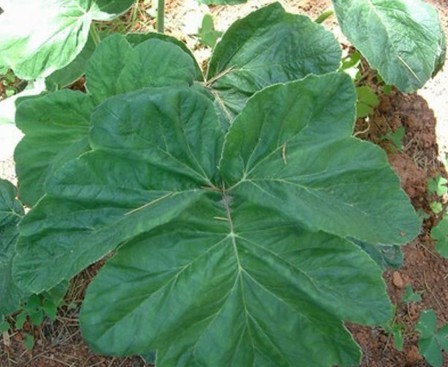 Heracleum repula Franch.