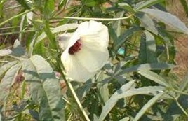 Hibiscus cannabinus L.