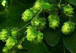 Humulus lupulus