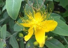 Hypericum chinense L.