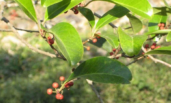 Ilex rotunda Thunb.