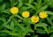 Inula Britannica L.