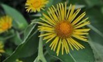 Inula helenium L.