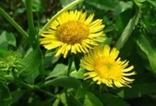 Inula japonica Thunb.