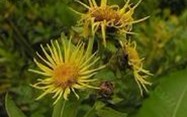 Inula racemosa Hook.f.