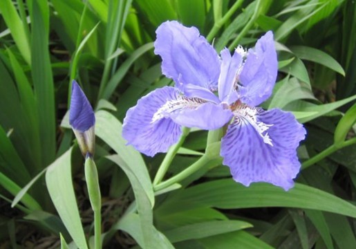 Iris tectorum Maxim