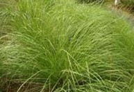 Juncus effusus