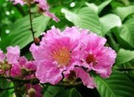 Lagerstroemia speciosa (L.) Pers.