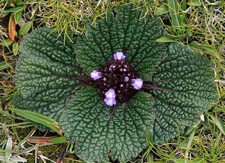 Lamiophlomis rotata (Benth.) Kudo.