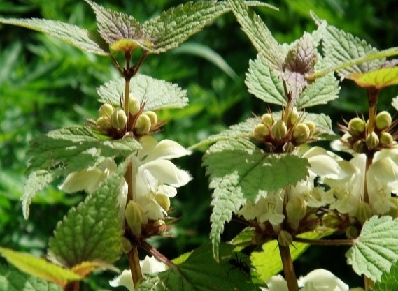 Lamium barbatum Sieb. et Zucc.