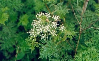 Ligusticum chuanxiong Hort.