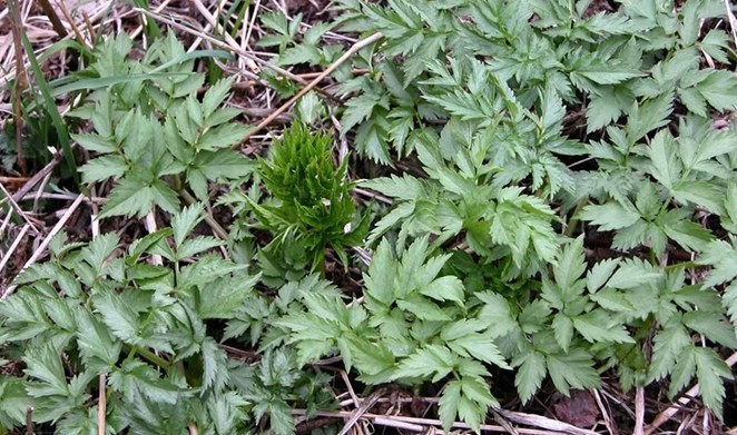 Ligusticum jeholense Nakai et Kitag.