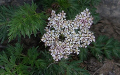 Ligusticum sinense Oliv.