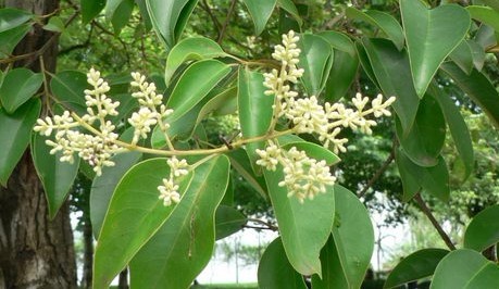 Ligustrum lucidum