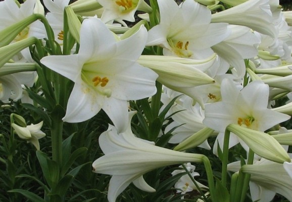 Lilium brownii var. viridulum