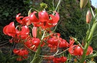 Lilium pumilum D. C.