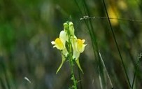 Linaria vulgaris Mill.