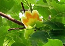 Liriodendron chinense (Hemsl.) Sarg.