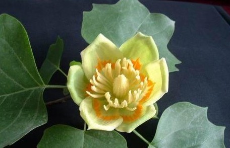 Liriodendron tulipifera Linn.