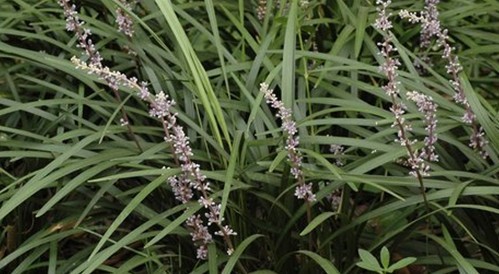 Liriope muscari (Decne.) Baily