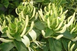 Lonicera fulvotomentosa Hsu et S. C. Cheng