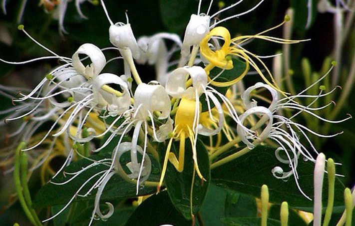 Lonicera japonica Thunb.