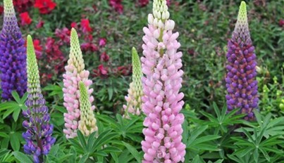 Lupinus polyphyllus Lindl.