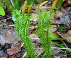 Lycopodiastrum casuarinoides (Spring) Holub.