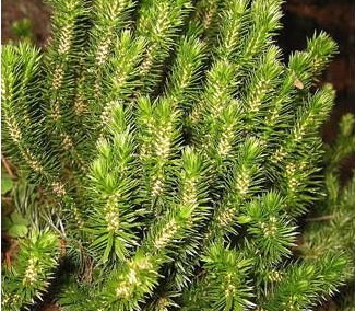 Lycopodium serratum