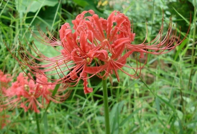 Lycoris radiata (L. Herit.) Herb.