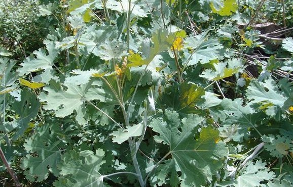 Macleaya cordata (Willd.) R. Br.