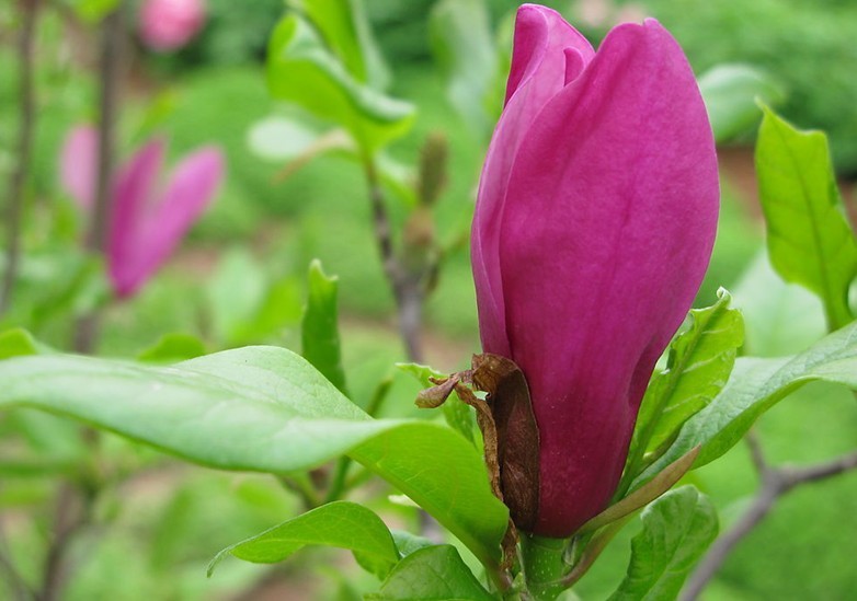 Magnolia biondii Pamp.