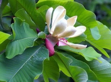 Magnolia officinalis Rehd et Wils.