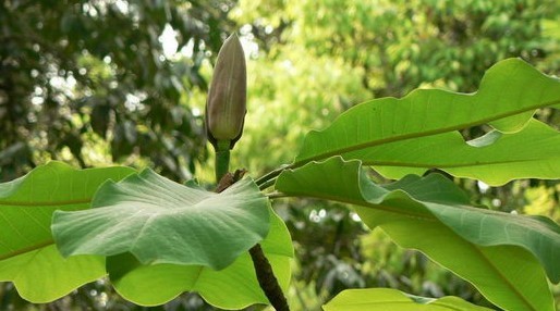 Magnolia officinalis subsp.biloba (Rehd. et Wils.) Cheng et Law