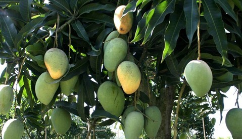 Mangifera indica L.