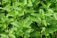 Mentha canadensis L.