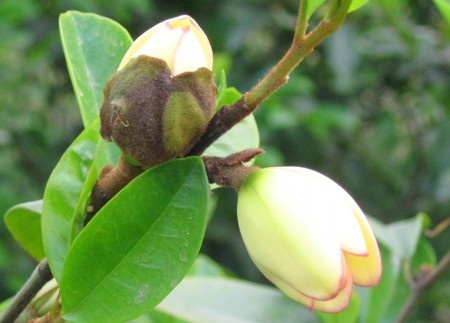 Michelia spaerantha C.Y.Wu