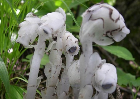 Monotropa uniflora L.