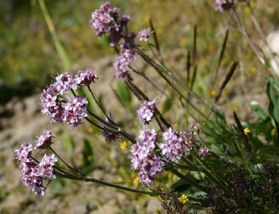 Nardostachys chinensis Batal