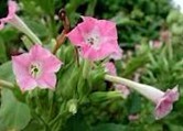 Nicotiana tabacum L.