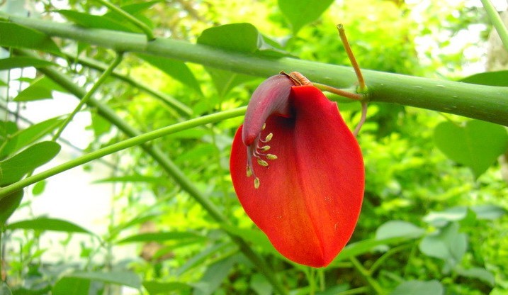 Oroxylum indicum (L.) Vent.