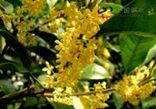 Osmanthus fragrans Lours.