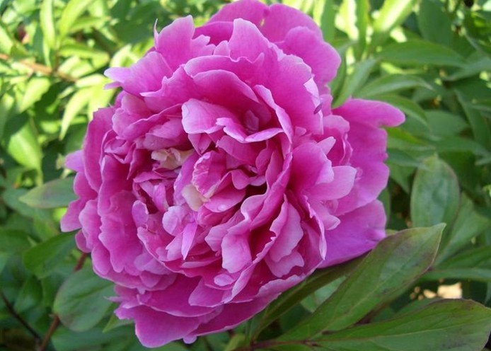 Paeonia lactiflora Pall.