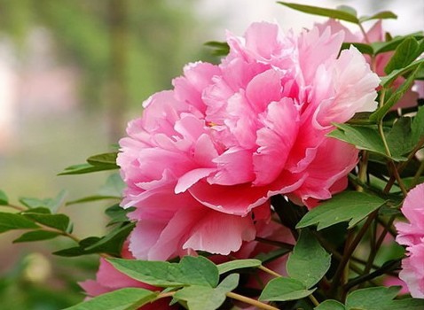 Paeonia moutan Sim.