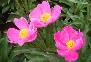 Paeonia sterniana Fletcher in Journ