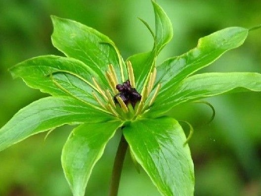 Paris polyphylla Smith var. chinensis (Franch.) Hara