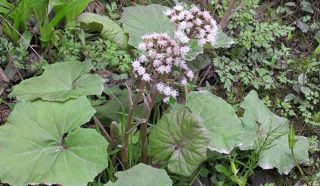 Petasites japonicus F. Schmidt