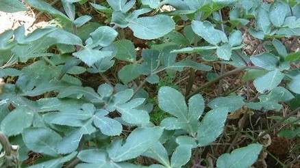 Peucedanum decursivum (Miq.) Maxim