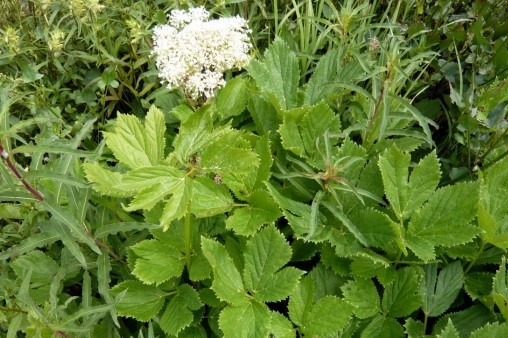 Peucedanum ostruthium