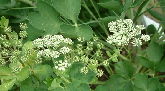 Peucedanum praeruptorum Dunn